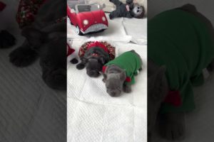 HOW I WAKE UP THE WORLD'S 🌎 CUTEST PUPPIES 😍😂❤️ FRENCH BULLDOGS 5WEEKS OLD 🥰