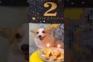 Happy birthday 🎂 | Domestic Animals | Puppy | dogs | Animal Lovers | Cute dogs | dogs playing