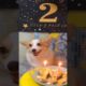 Happy birthday 🎂 | Domestic Animals | Puppy | dogs | Animal Lovers | Cute dogs | dogs playing