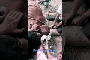 Help Street Animal|#shots #tranding #viral #viralvideo #pets @lovepaliwal