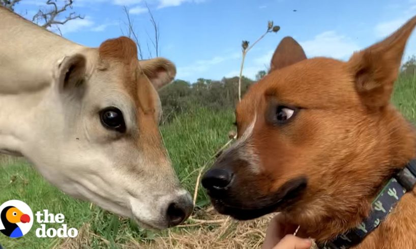 Herding Dog Afraid of All Cows Meets A Tiny Friend She Adores | The Dodo Odd Couples