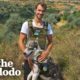 Hero Rescues Dog From Destroyed Russian Tank Field | The Dodo Heroes