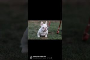 Heroes and villains the cutest puppy. #Frenchbulldog #puppy #shorts #youtubeshorts #puppies #metro