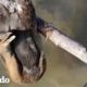 Hombre socorre a un ave atrapada en un sedal | El Dodo