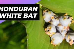 Honduran White Bat 🦇 One Of The Cutest And Exotic Animals In The World #shorts