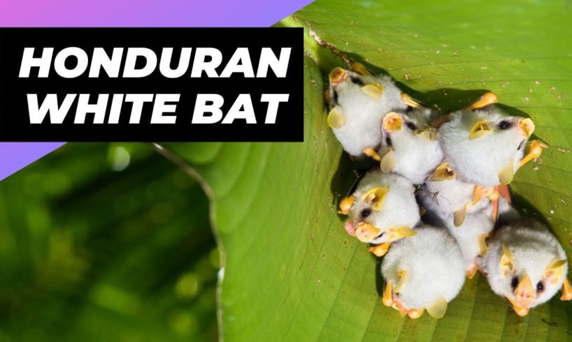 Honduran White Bat 🦇 One Of The Cutest And Exotic Animals In The World #shorts