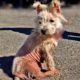 Hope 8 Hour Dog Rescue Marathon with Viktor Larkhill's Best Dog Rescue Videos of 2022
