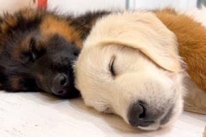 How the Cutest German Shepherd and Golden Retriever Puppies Sleep