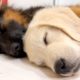 How the Cutest German Shepherd and Golden Retriever Puppies Sleep