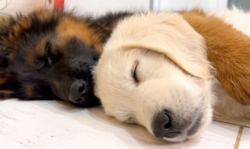 How the Cutest German Shepherd and Golden Retriever Puppies Sleep
