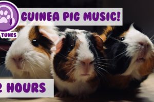 How to Cure Anxiety and Depression in Guinea Pigs! Our Longest Video Yet! Help Calm My Guinea Pig!