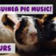 How to Cure Anxiety and Depression in Guinea Pigs! Our Longest Video Yet! Help Calm My Guinea Pig!