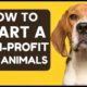 How to start a Nonprofit Organization for Animal Rescue | Animal Sanctuary for Dogs, Cats, etc.