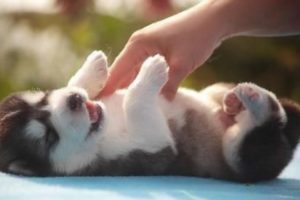 Huskies Being Dramatic & Weird For 8 Minutes - Funny and Cute Husky Puppies