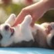 Huskies Being Dramatic & Weird For 8 Minutes - Funny and Cute Husky Puppies