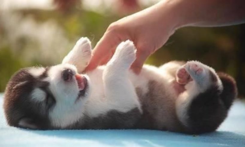 Huskies Being Dramatic & Weird For 8 Minutes - Funny and Cute Husky Puppies