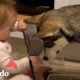 Husky bebé crece con una niña | El Dodo