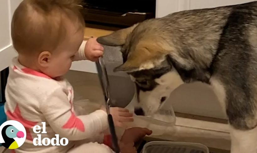 Husky bebé crece con una niña | El Dodo