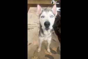 Husky tímido sorprende a su familia adoptiva al 'hablar' por primera vez | El Dodo