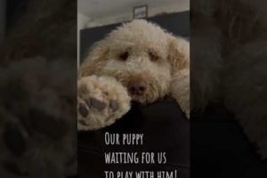 I Got the Cutest Puppy Ever! #shorts