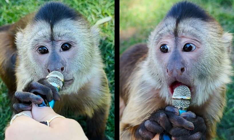 I interviewed more animals with a tiny mic