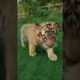 I'm a Big Kid Now! Animals Transformation Beast Mode #cute #puppies