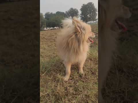 Indian Pomeranian // Culture pom // Pomeranian Cutest Puppy Video 😍 I have never seen before it 🤫🤫