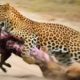 Injured Dog Fights With The Wrong Leopard And Tragic Ending? | Wild Animals