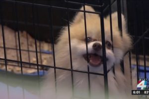 It’ll be at least a month before nearly 300 animals rescued from Clay County property can be ado...