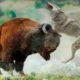 Killed with one blow! Wild Animal Fights