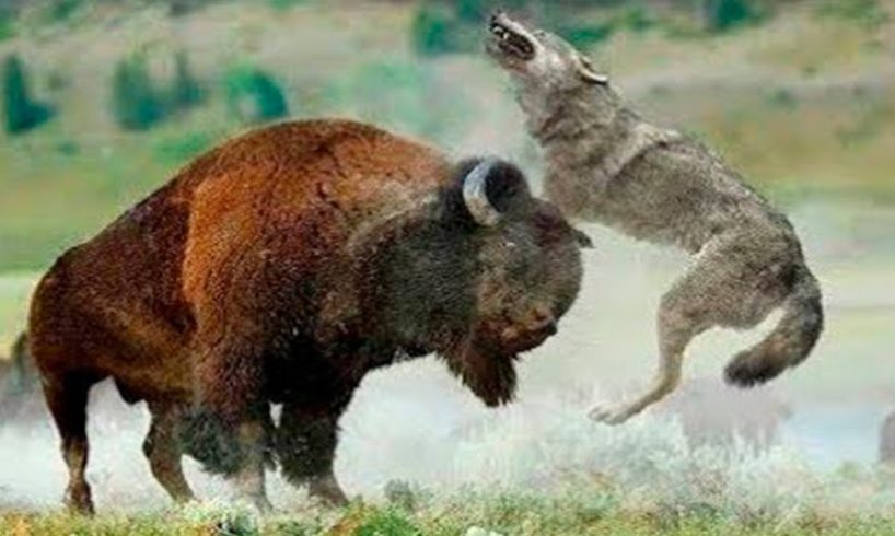 Killed with one blow! Wild Animal Fights
