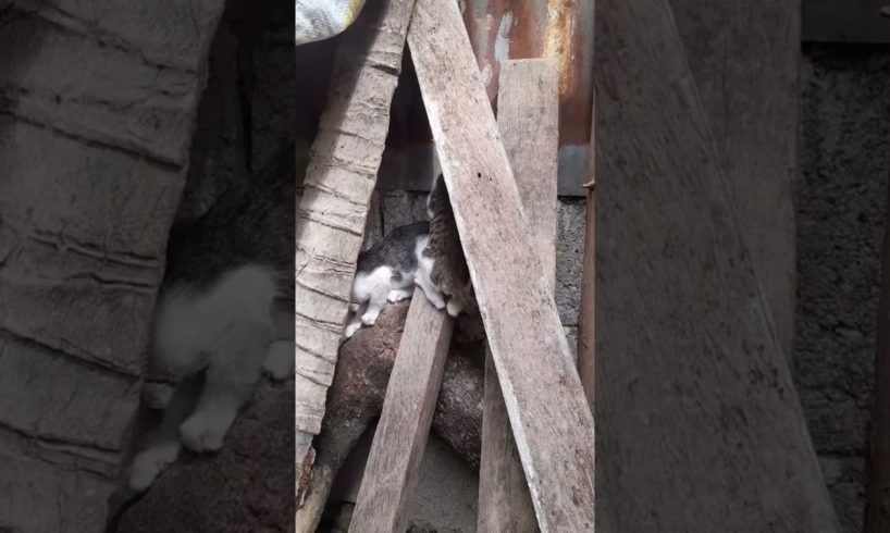 Kitten Playing Under The Wood | garschannel Official #short #kitten #cat #pets #animals #love