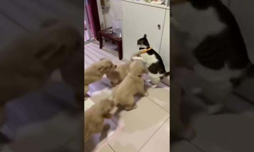 Kitten attack by 10 Cute Puppies