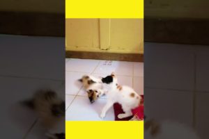 Kitten video|| Kitten playing together 😺😸|| #shorts #dream #love #cat #animals #viral #dogs @Dream