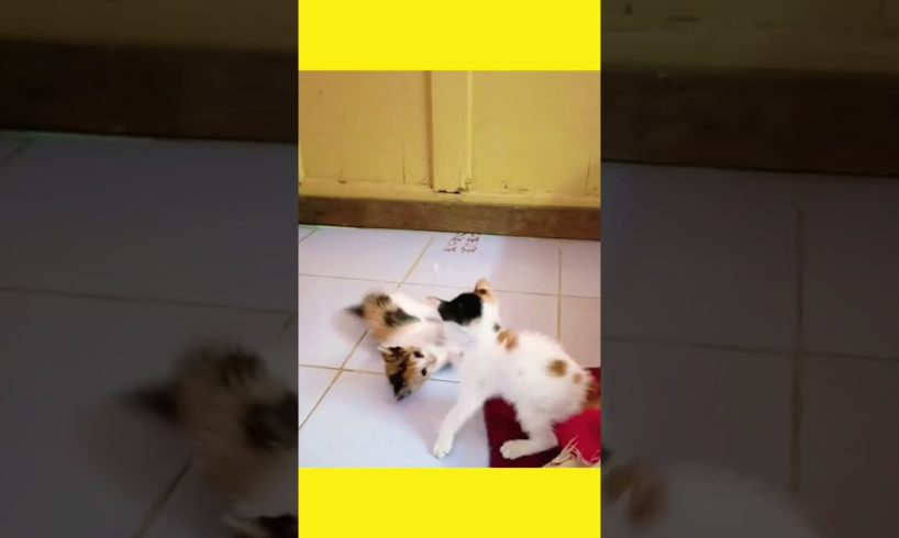 Kitten video|| Kitten playing together 😺😸|| #shorts #dream #love #cat #animals #viral #dogs @Dream