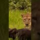 LION ATTACKS BABY BUFFALO/WILD ANIMALS ATTACKS COMPILATION #shorts