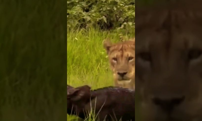 LION ATTACKS BABY BUFFALO/WILD ANIMALS ATTACKS COMPILATION #shorts