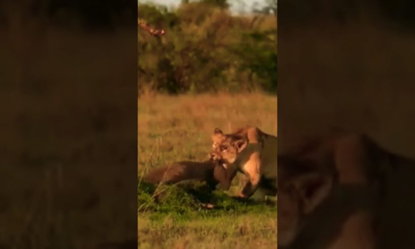 LION HUNTING WARTHONG/WILD ANIMALS ATTACKS COMPILATION #shorts #animals