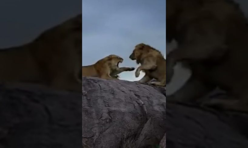 LIONS FIGHTING/WILD ANIMALS ATTACKS COMPILATION #animals #shorts #lion