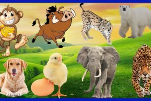 Learn Farm Animals: Monkey 🐒, Boar 🐗, Collection, Lynx, Polar Bear, Dog 🐕, Chicken,Elephant 🐘