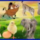 Learn Farm Animals: Monkey 🐒, Boar 🐗, Collection, Lynx, Polar Bear, Dog 🐕, Chicken,Elephant 🐘