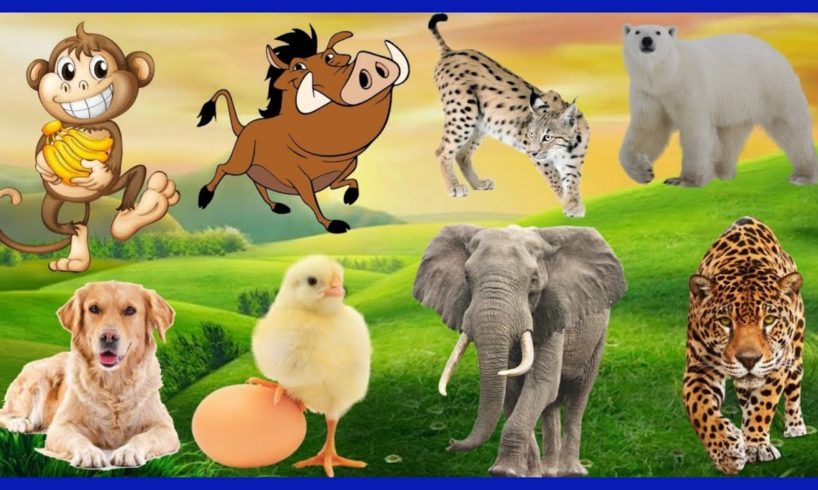 Learn Farm Animals: Monkey 🐒, Boar 🐗, Collection, Lynx, Polar Bear, Dog 🐕, Chicken,Elephant 🐘