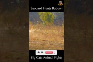 Leopard Eat Baboon | Wild Animal Attacks #wildanimals # shorts