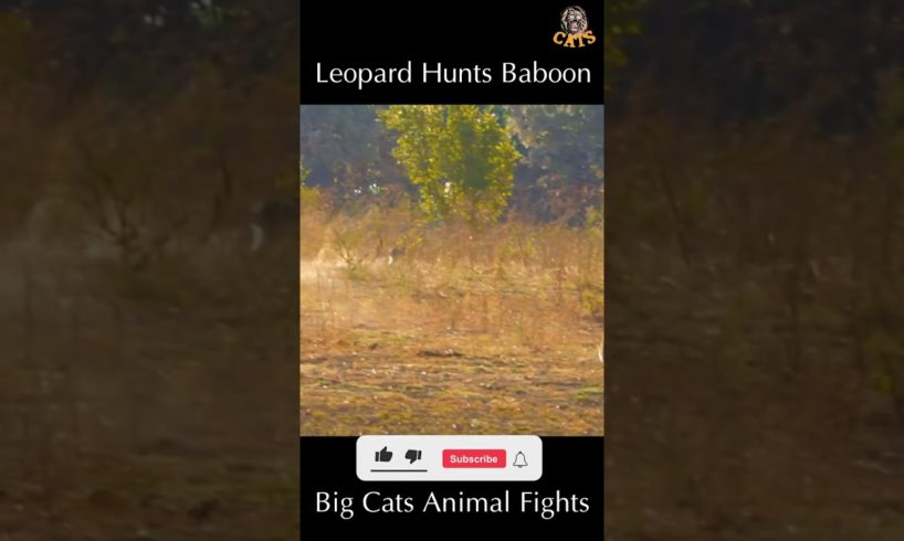 Leopard Eat Baboon | Wild Animal Attacks #wildanimals # shorts