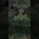 Leopard PLAYING with a Baby DEER #live #animals #viral #shorts