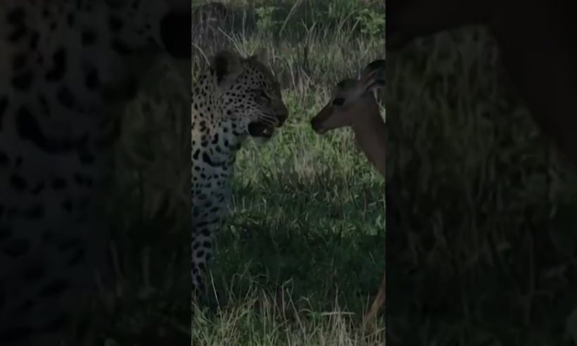 Leopard PLAYING with a Baby DEER #live #animals #viral #shorts