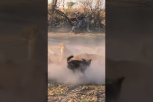 Lion fight 10 Wild Dog for Save Cubs #shorts #animals #wildanimal