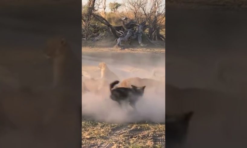 Lion fight 10 Wild Dog for Save Cubs #shorts #animals #wildanimal