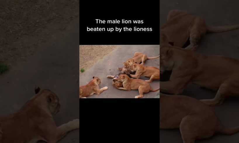 Lion loses to Lioness #shorts  #lion  #animals  #fights