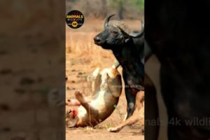 Lion vs Buffalo FİGHT | Buffalo vs Lion Fight | Buffalo Fightback Lions | Crazy Buffalo #shorts